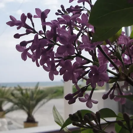 Amaryllis Studios Апартаменты Аспровальта