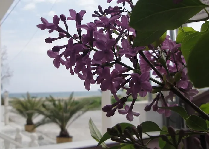 Amaryllis 公寓 艾斯普罗瓦塔