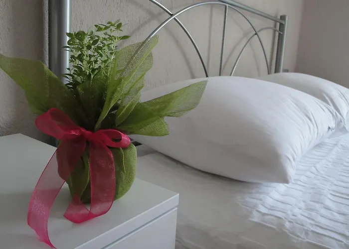 Amaryllis 艾斯普罗瓦塔